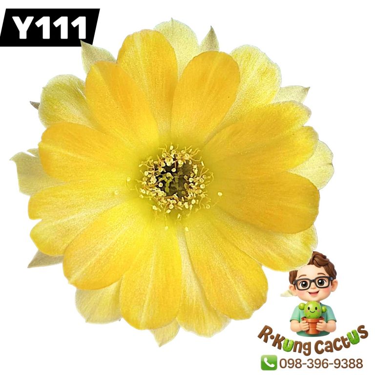 Y111