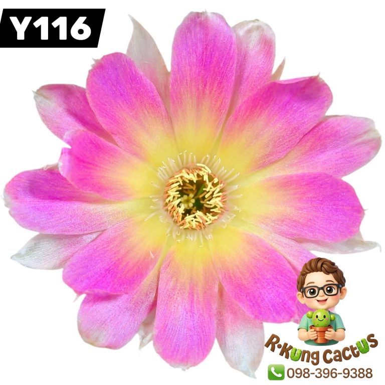 Y116