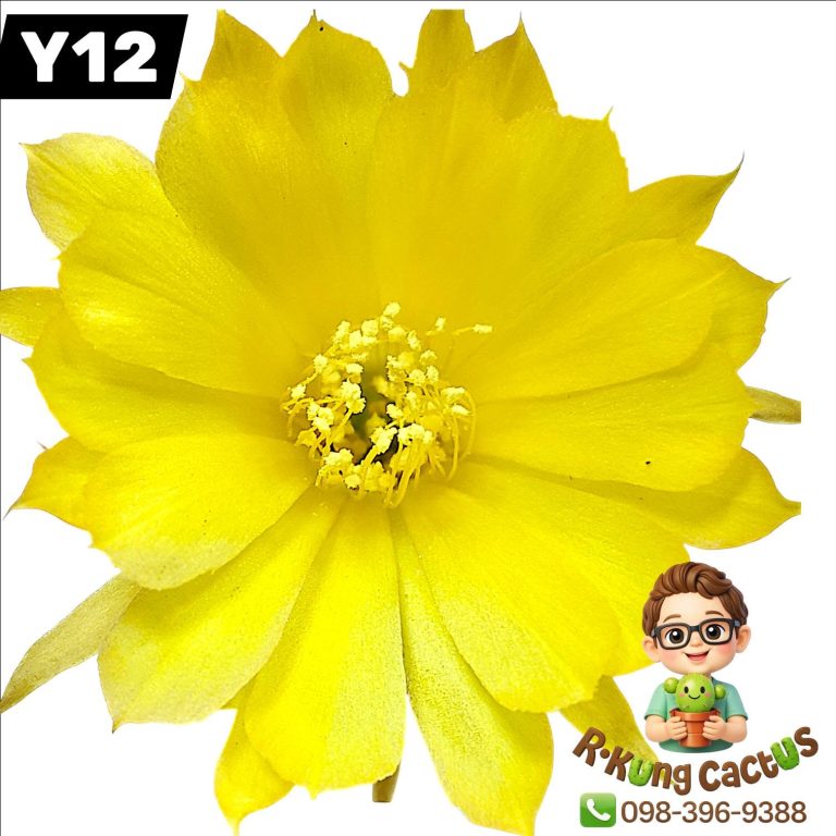 Y12