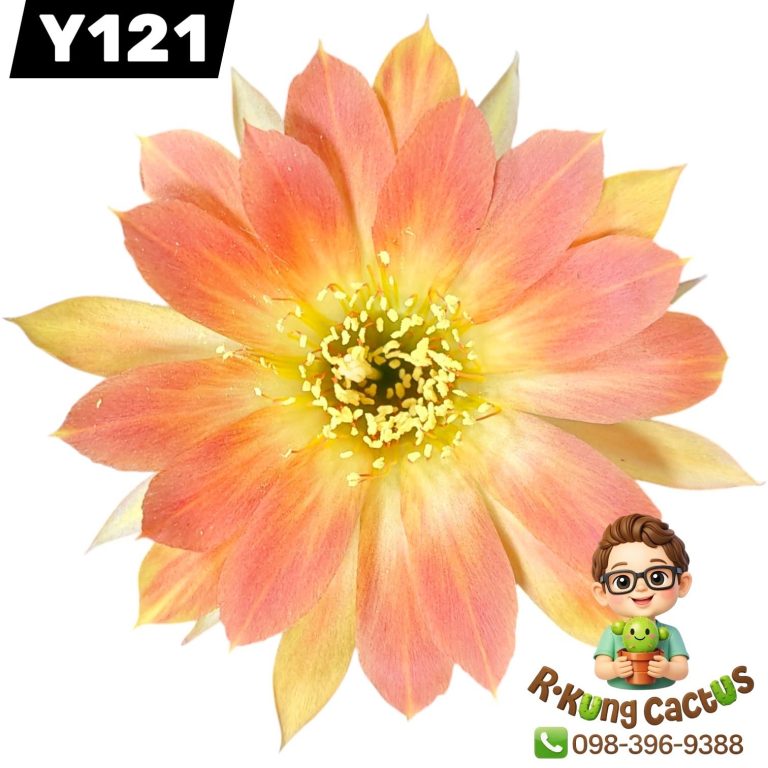 Y121