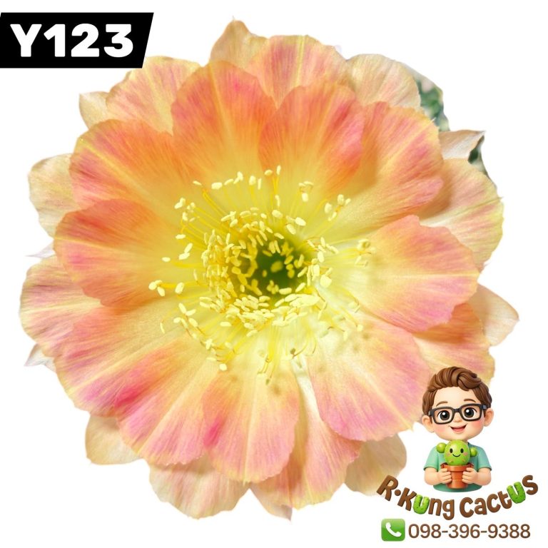 Y123