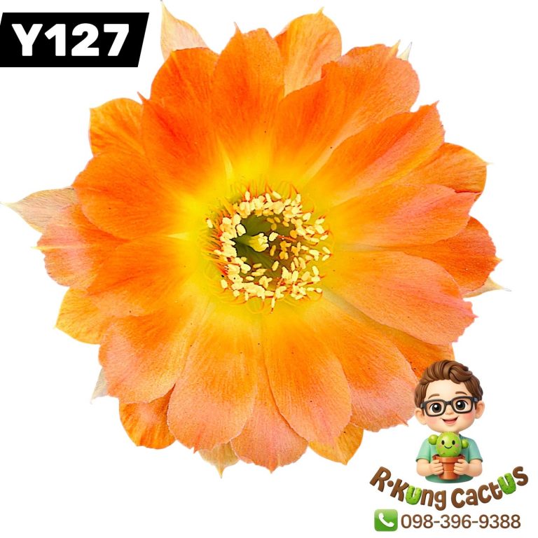 Y127