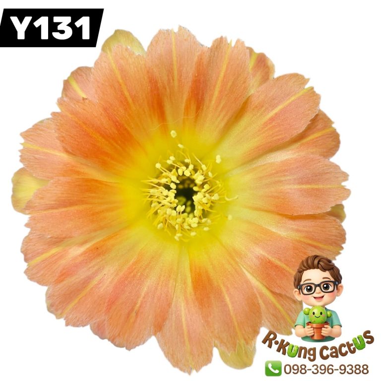 Y131