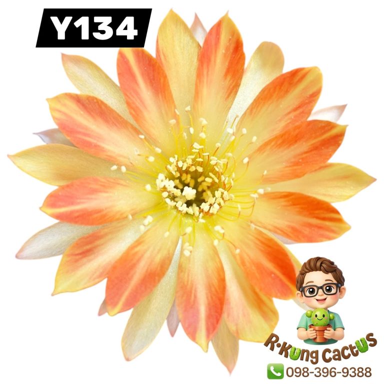 Y134