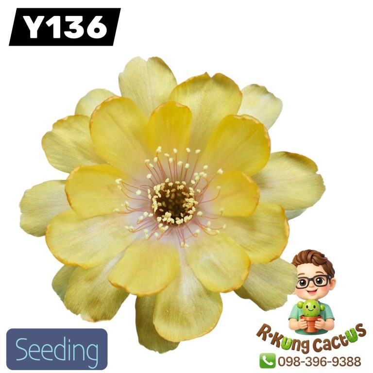 Y136