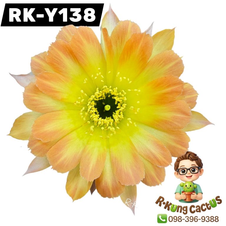 Y138