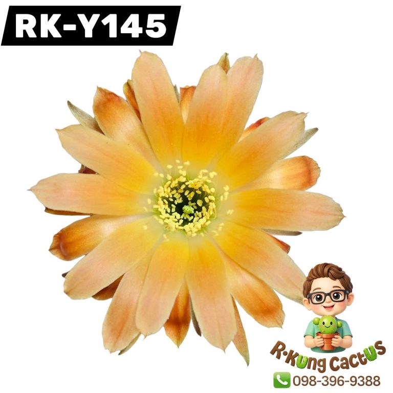 Y145