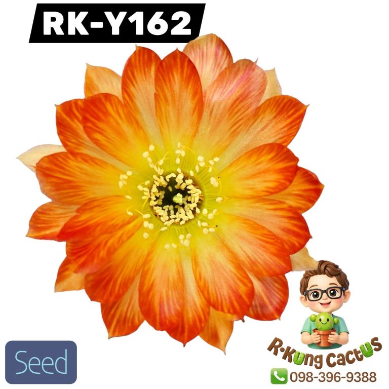 Y162