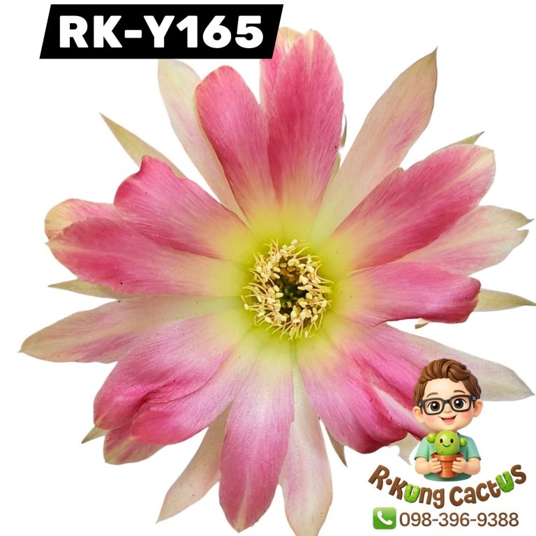 Y165