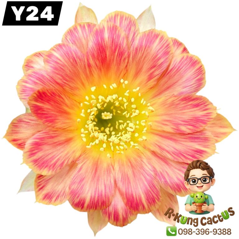 Y24