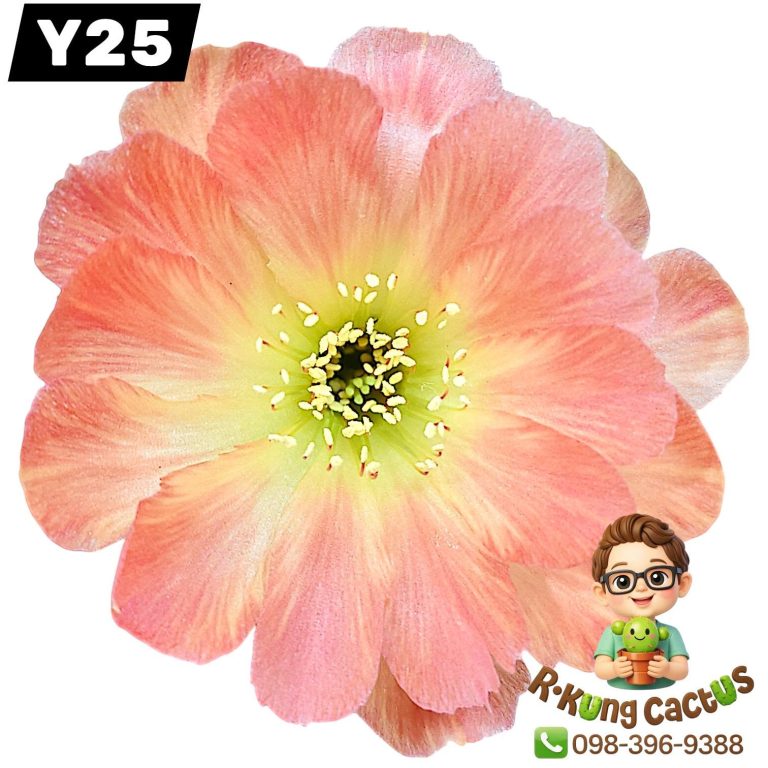 Y25