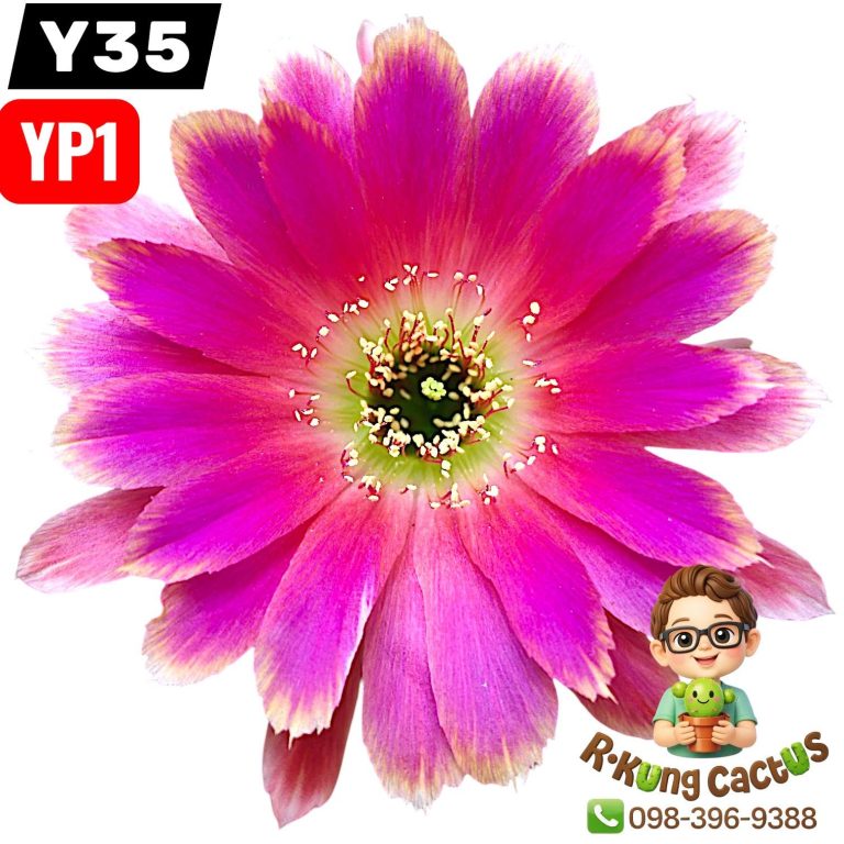 Y35