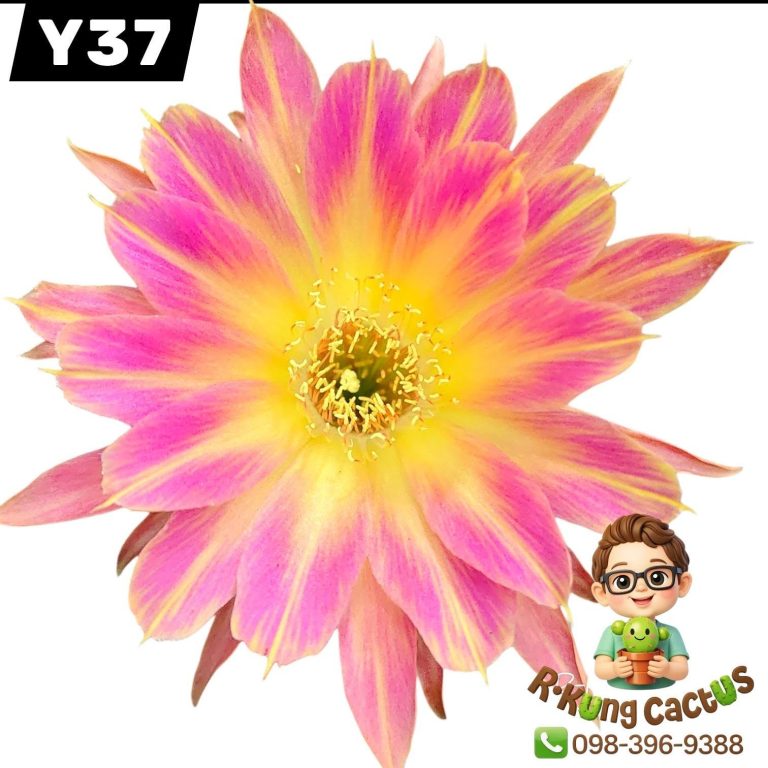 Y37