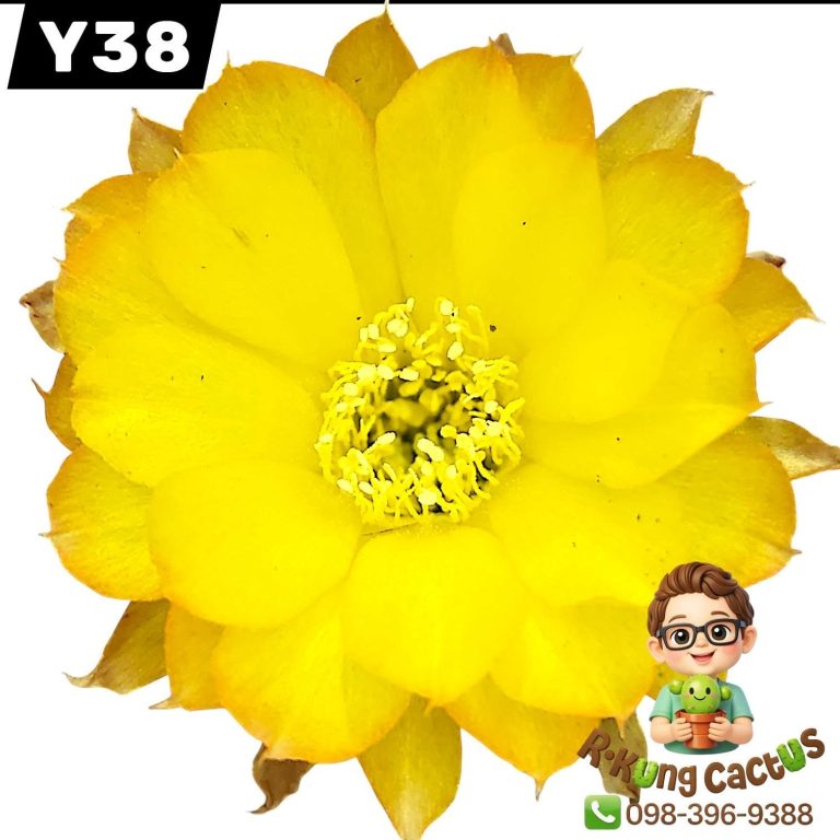 Y38