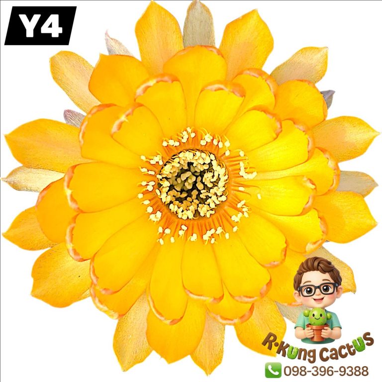 Y4