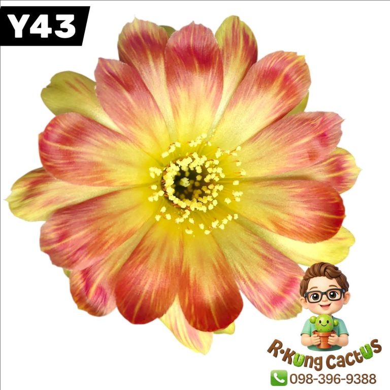 Y43