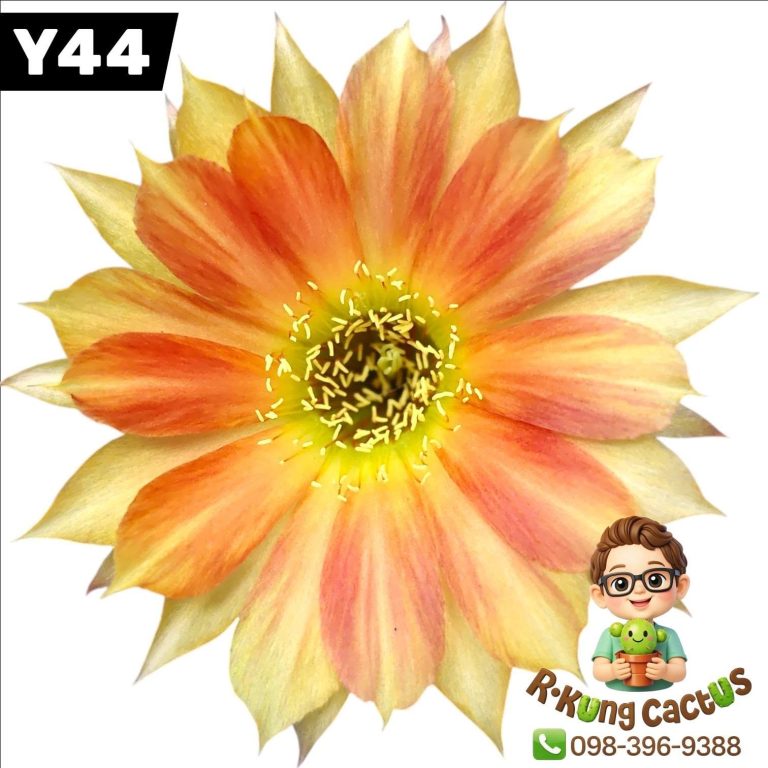 Y44