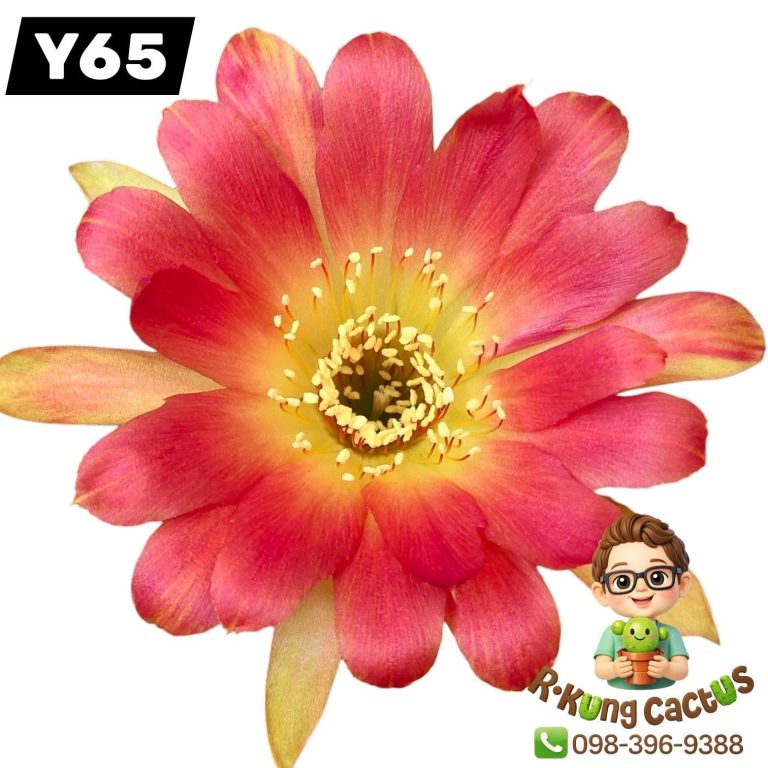 Y65
