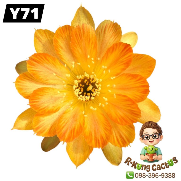 Y71