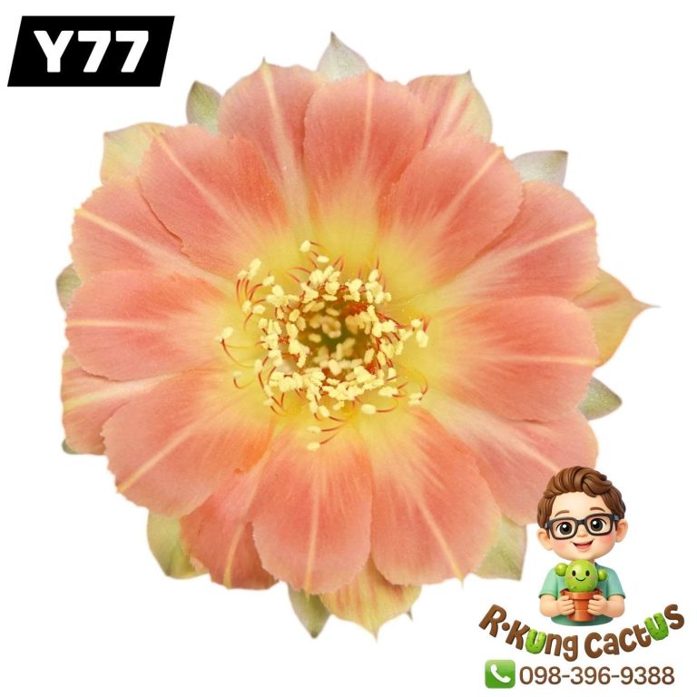 Y77