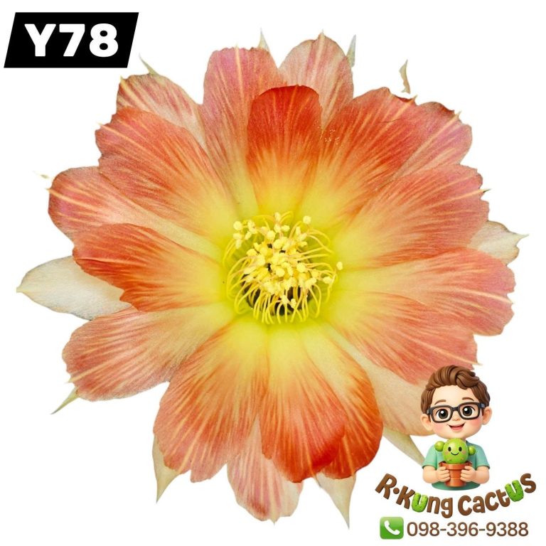 Y78