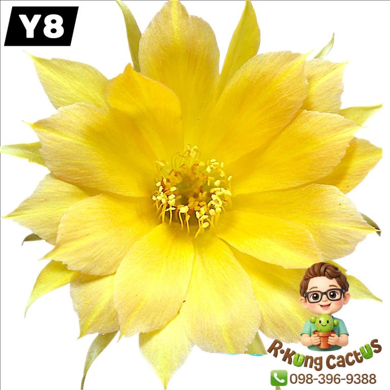 Y8
