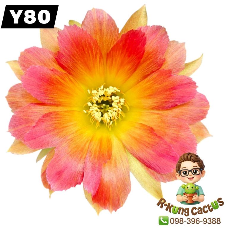 Y80