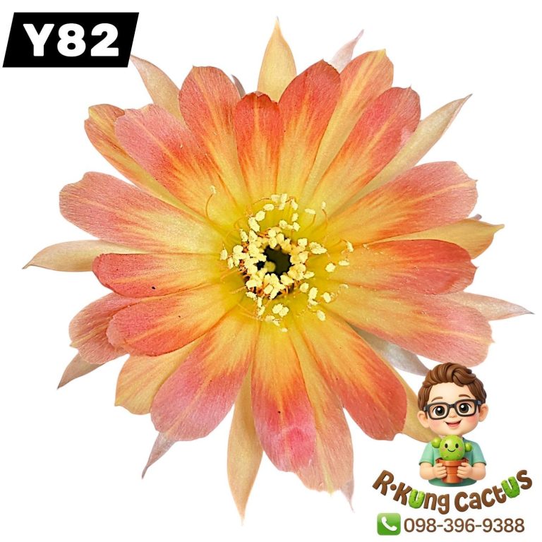 Y82