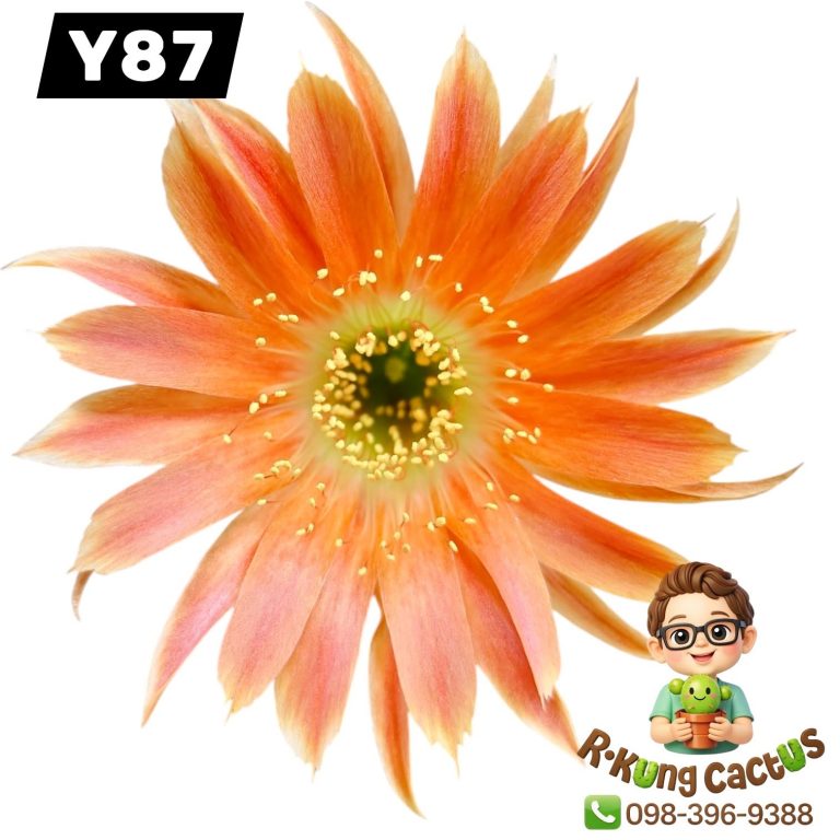 Y87