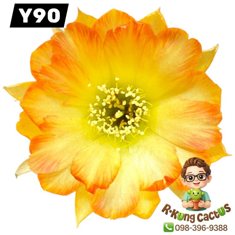 Y90