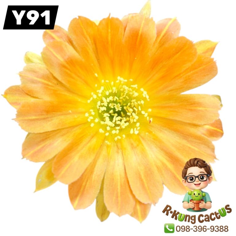 Y91