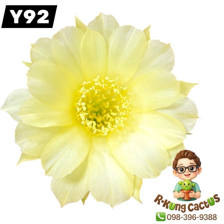 Y92
