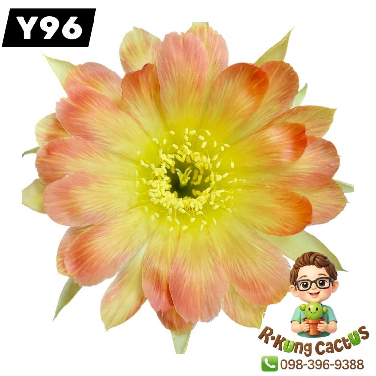 Y96