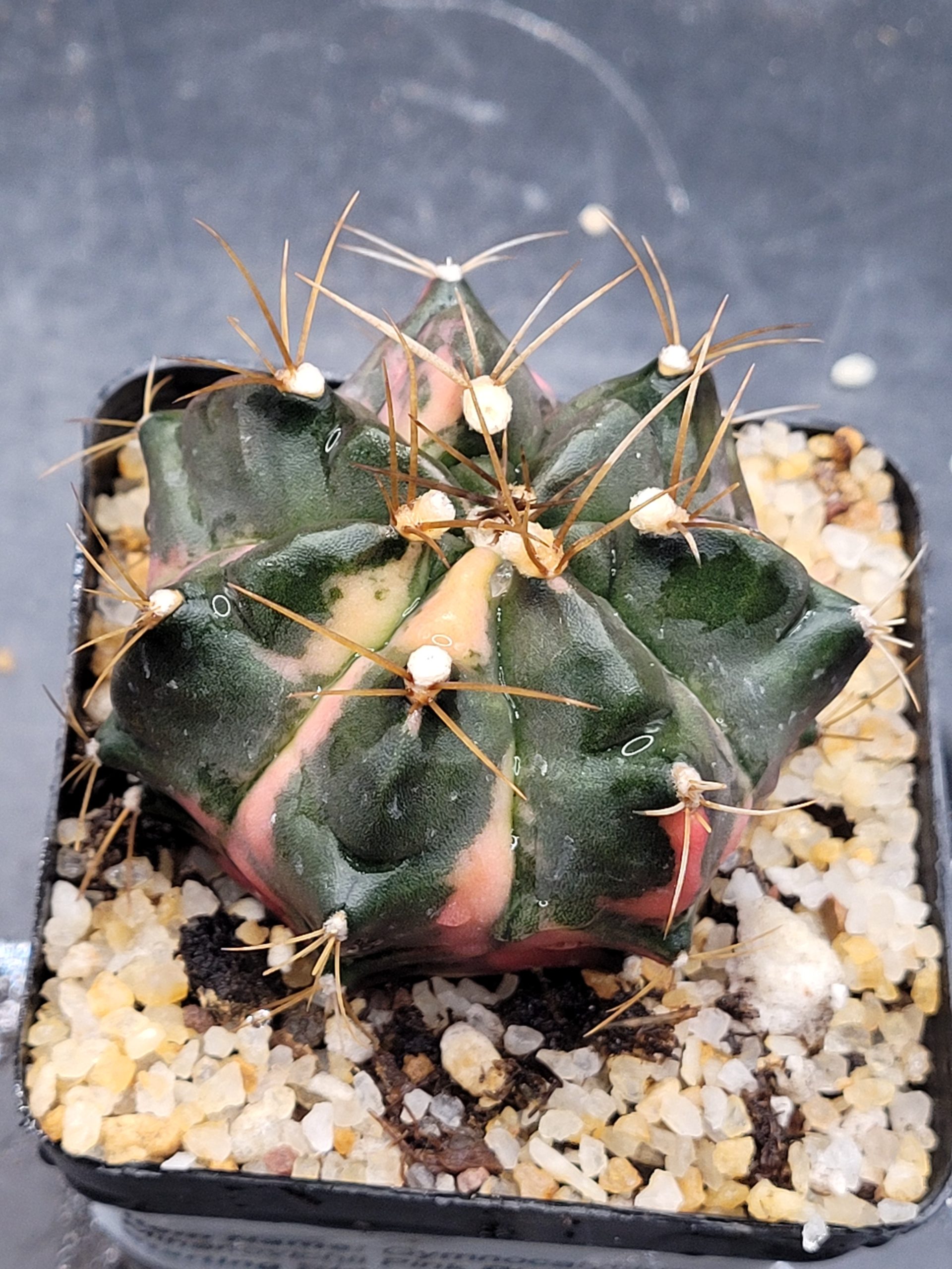 Pink Giant Gymnocalycium mihanovichii clone
