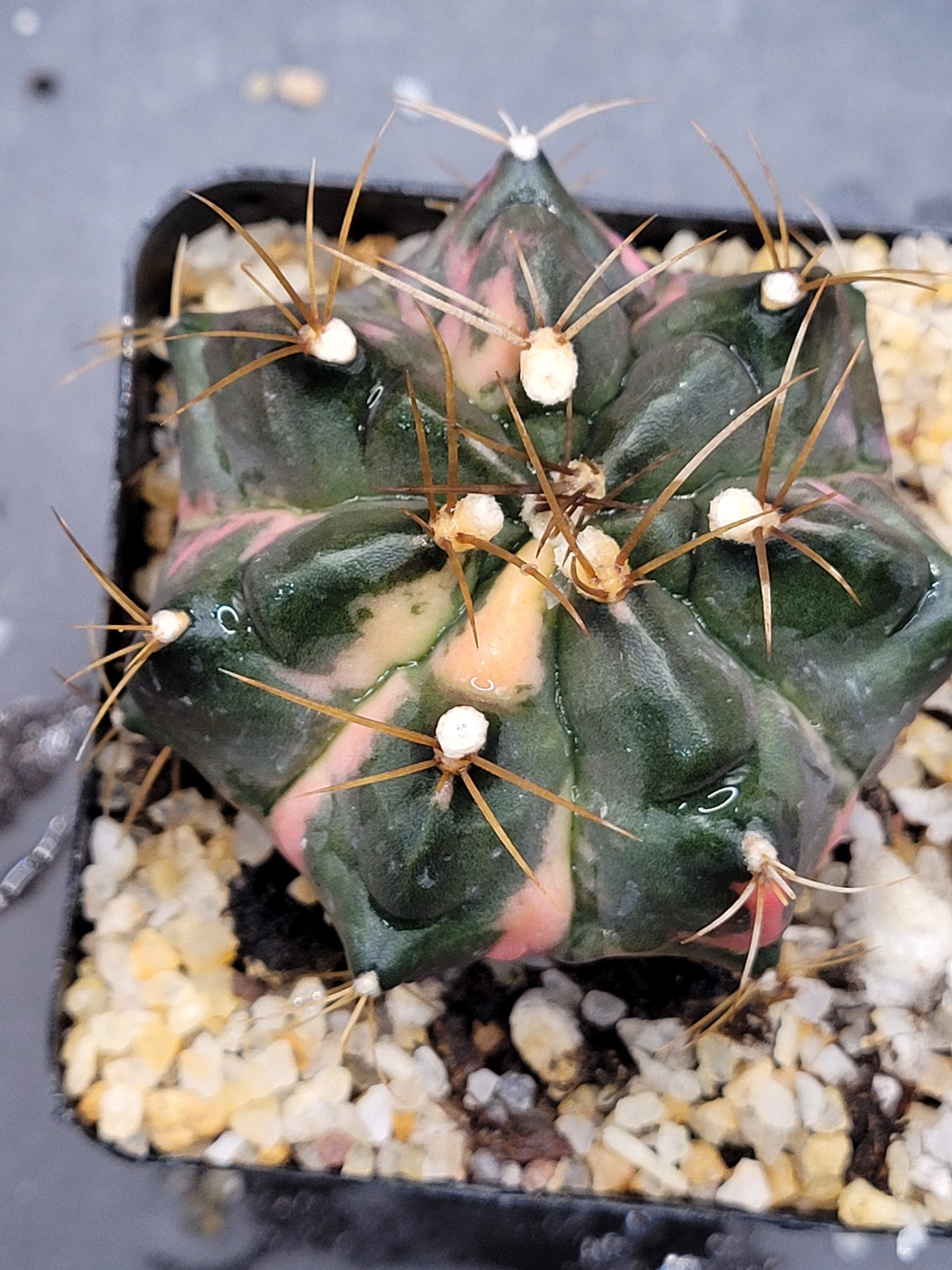 Pink Giant Gymnocalycium mihanovichii clone