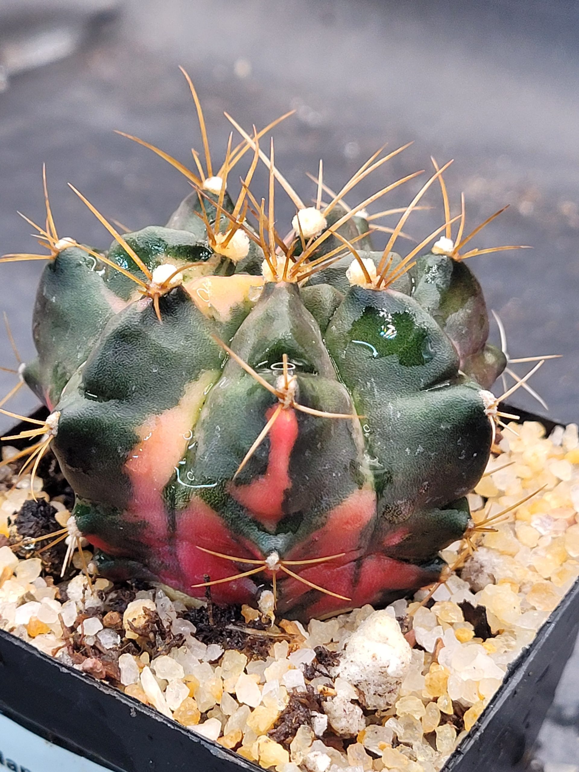 Pink Giant Gymnocalycium mihanovichii clone