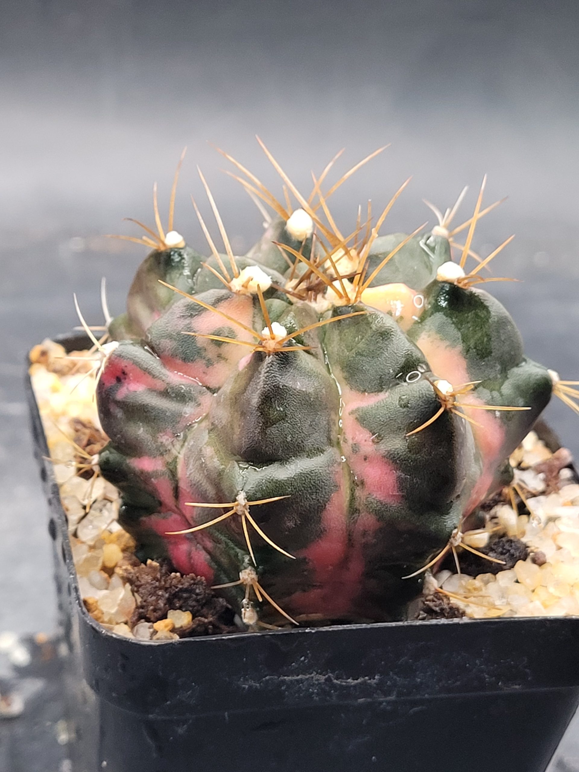 Pink Giant Gymnocalycium mihanovichii clone