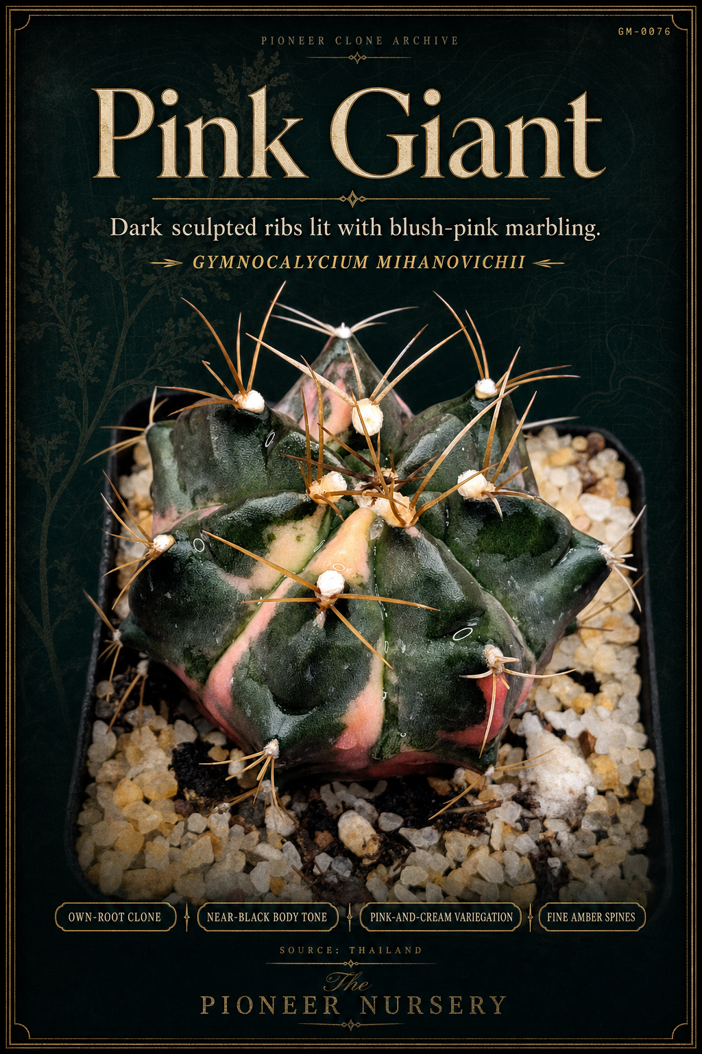 Pink Giant Gymnocalycium mihanovichii clone profile