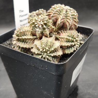 pn-2026-000008-01-FtjRLdjZ8D-normalized Gymnocalycium mihanovichii 'TRex' Cluster