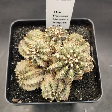 Gymnocalycium mihanovichii 'TRex' Cluster