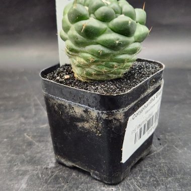 pn-2026-000009-01-Urq67cPFYu-normalized Coryphantha elephantidens 'Mara' Extra Tuffs