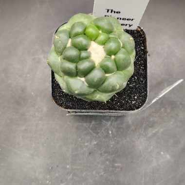Coryphantha elephantidens 'Mara' Extra Tuffs