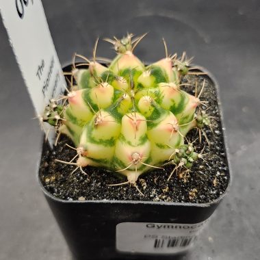 Gymnocalycium mihanovichii 'Flower Field'