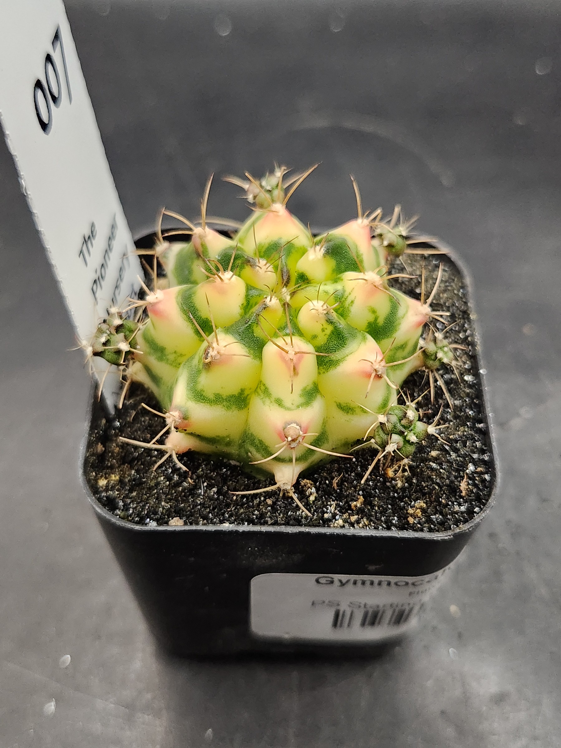 Gymnocalycium mihanovichii 'Flower Field'