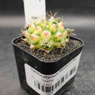 pn-2026-000010-02-S7iqFKQxda-normalized Gymnocalycium mihanovichii 'Flower Field'