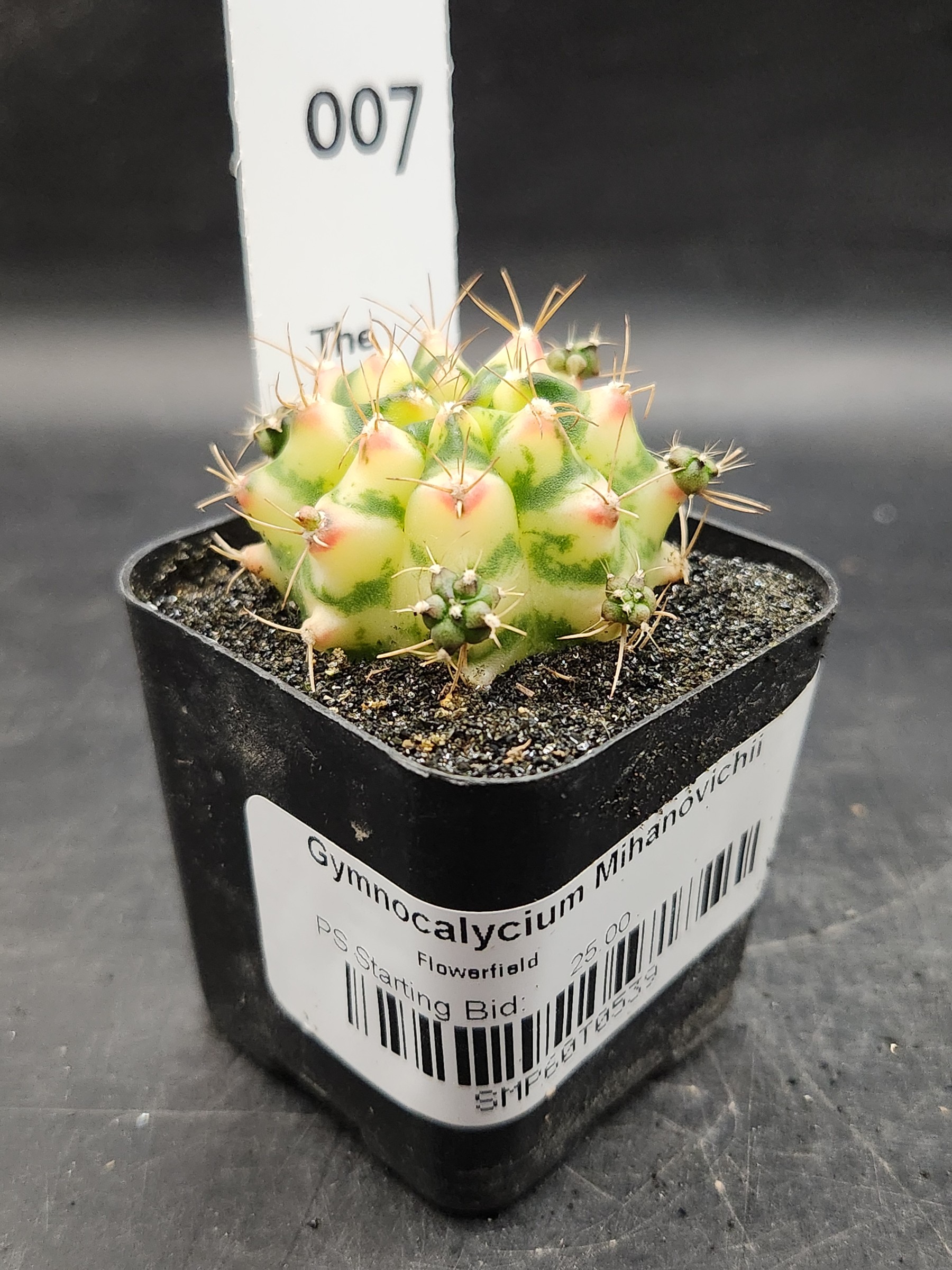 Gymnocalycium mihanovichii 'Flower Field'