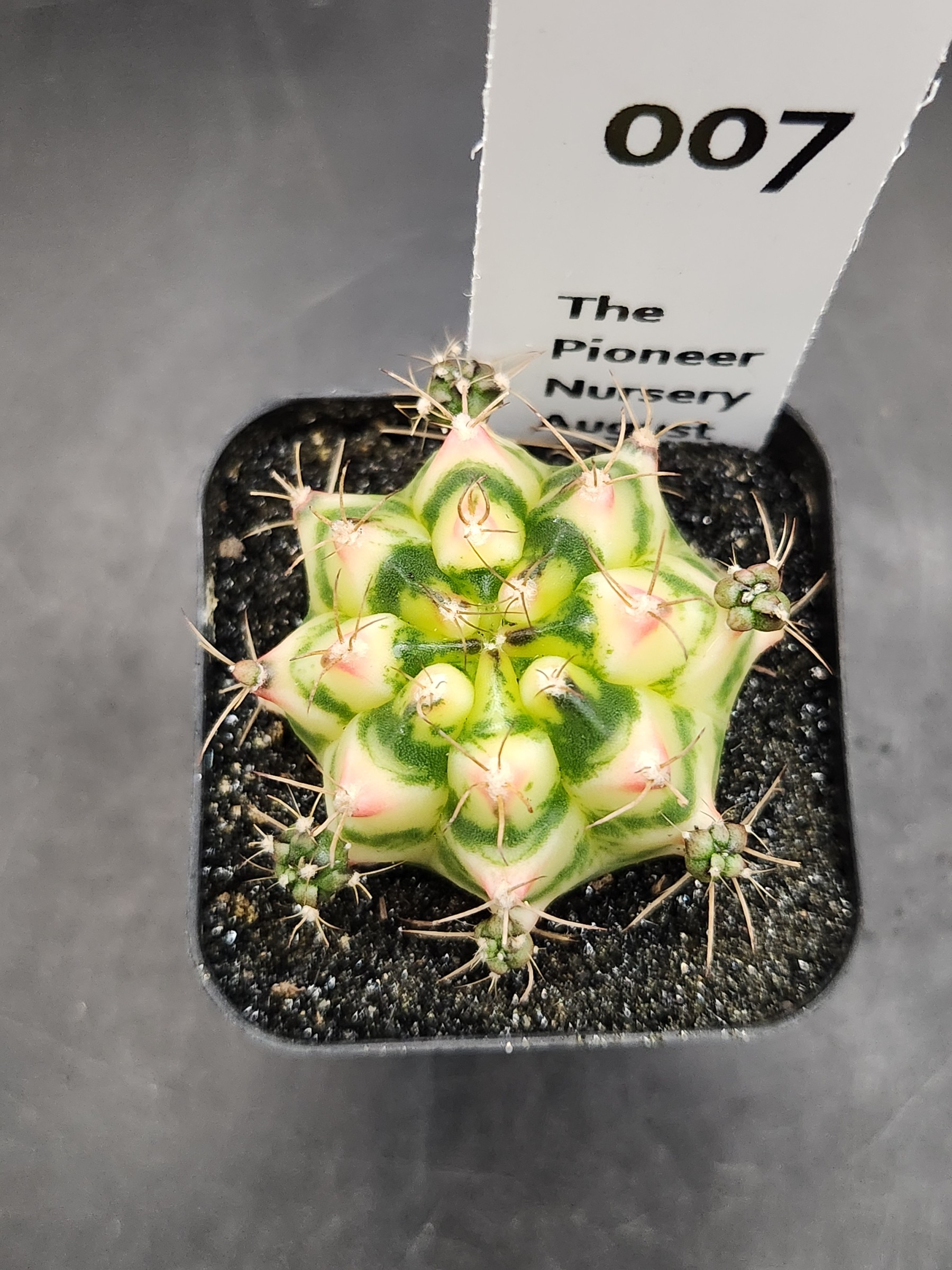 Gymnocalycium mihanovichii 'Flower Field'
