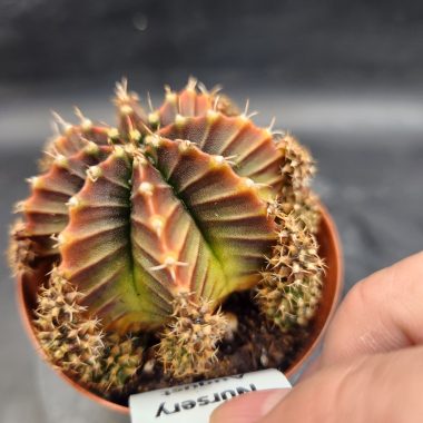 Gymnocalycium mihanovichii 'Silamanee'