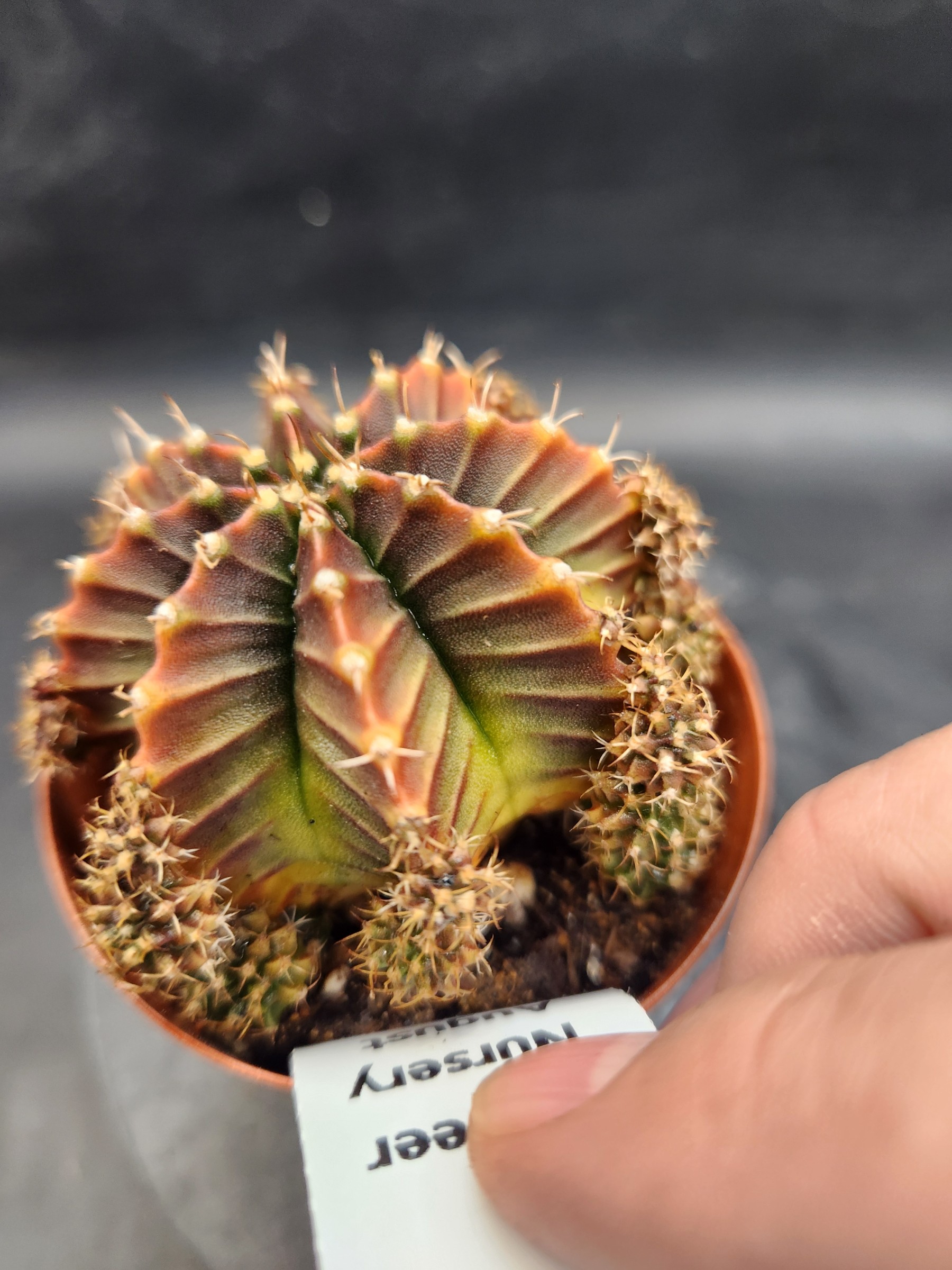 Gymnocalycium mihanovichii 'Silamanee'