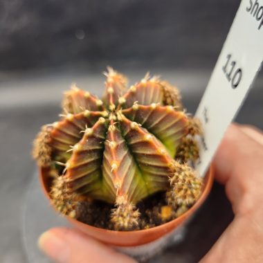 pn-2026-000011-02-wUeexU51fc-normalized Gymnocalycium mihanovichii 'Silamanee'